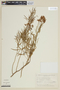 Solanum angustifidum image