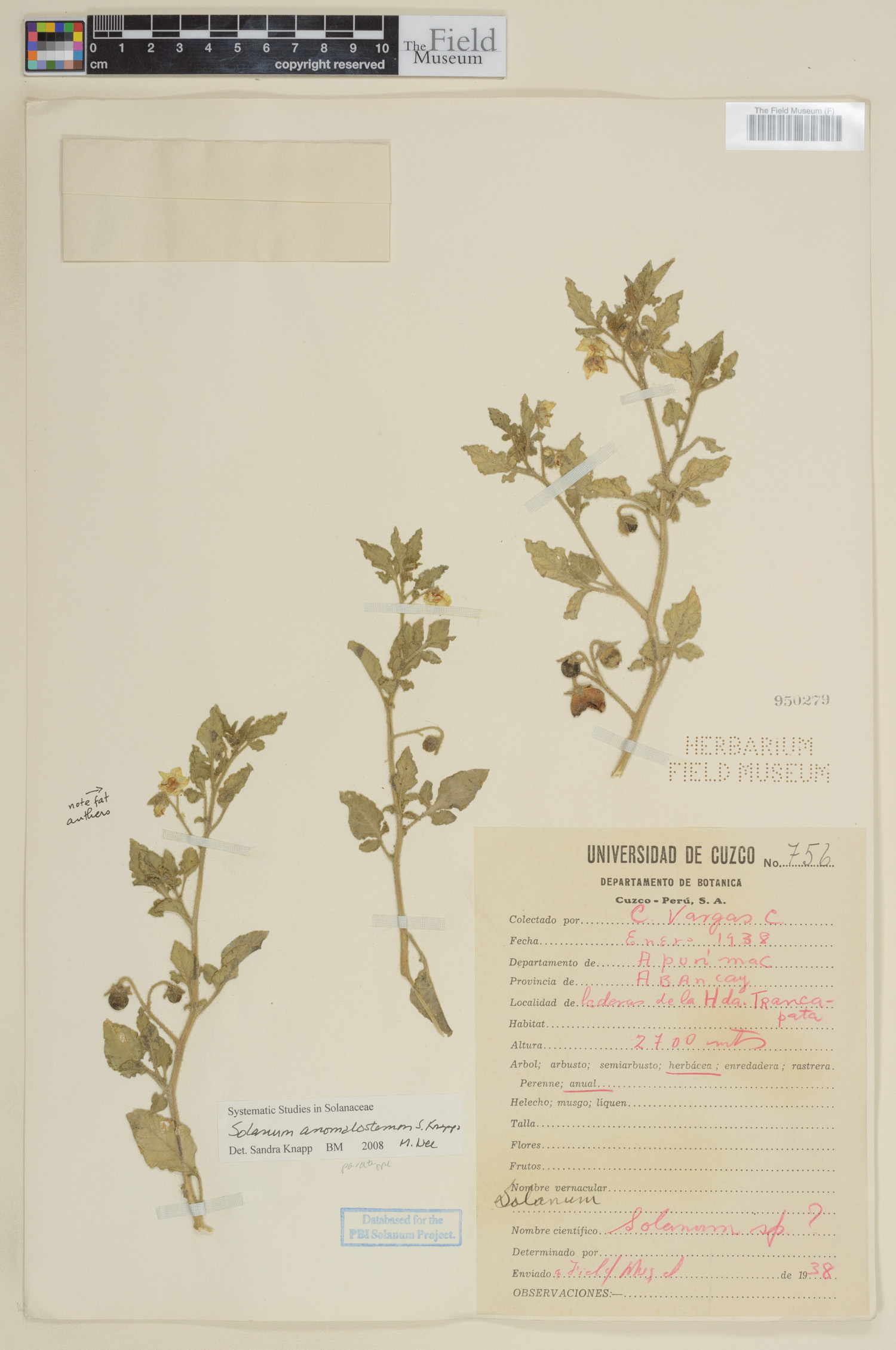 Solanum anomalostemon image