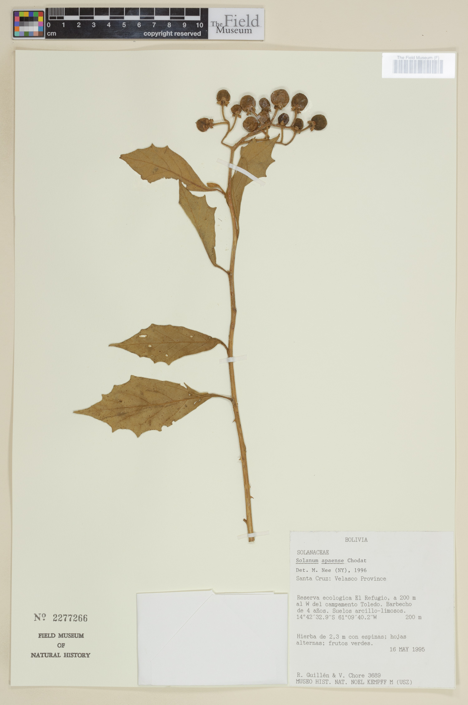 Solanum apaense image