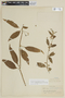 Solanum apaporanum image