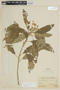 Solanum appressum image