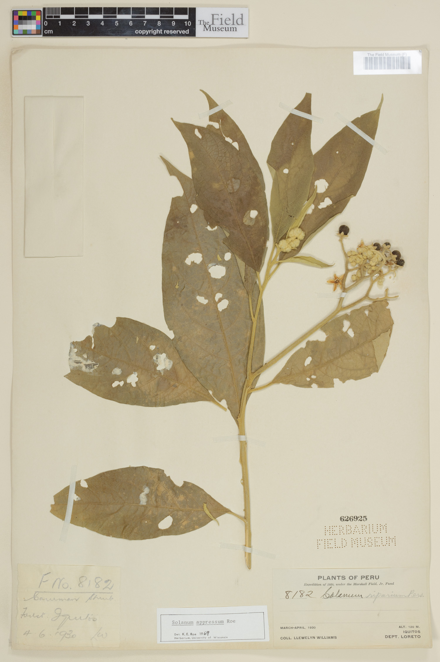 Solanum appressum image