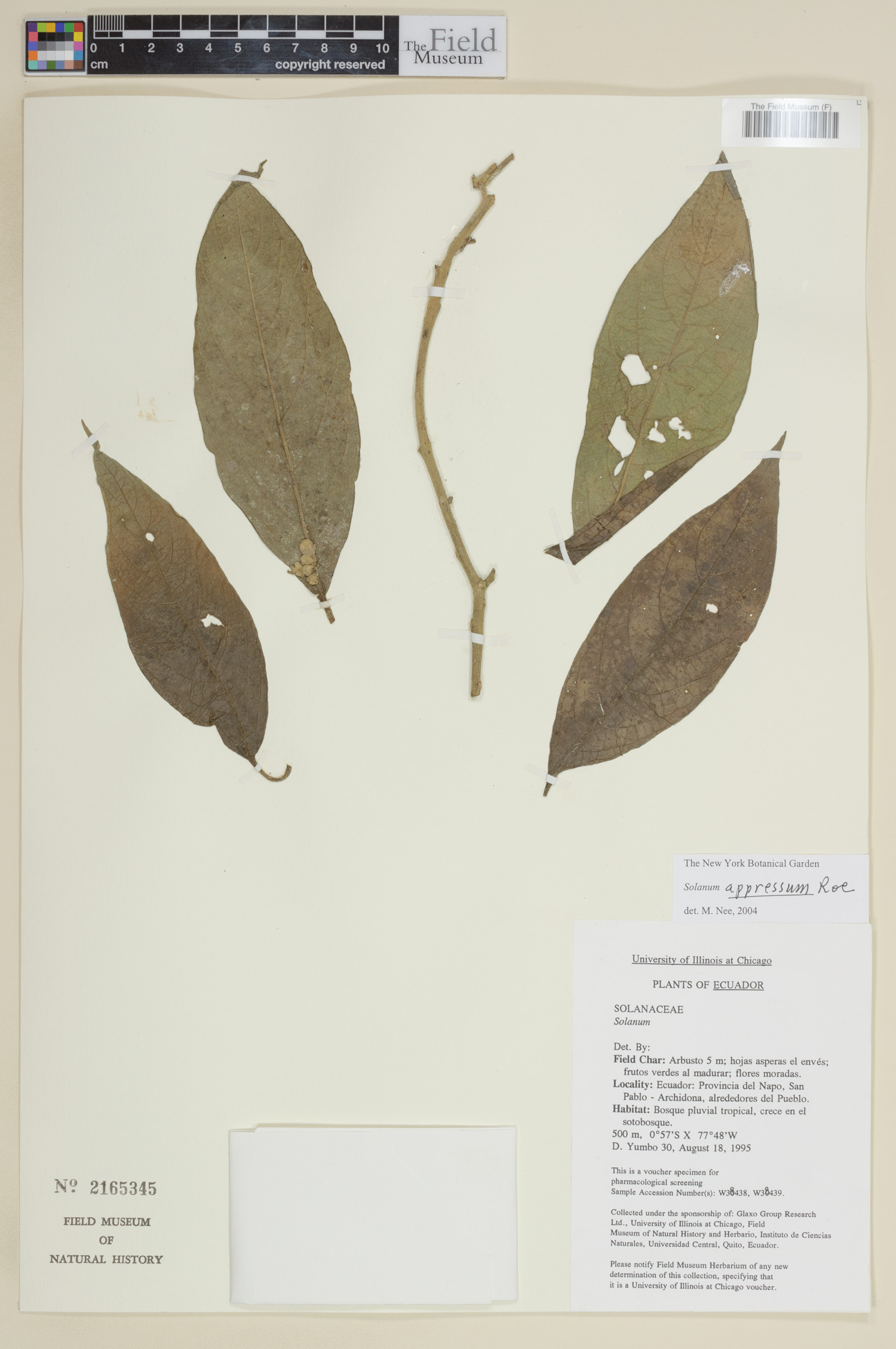 Solanum appressum image