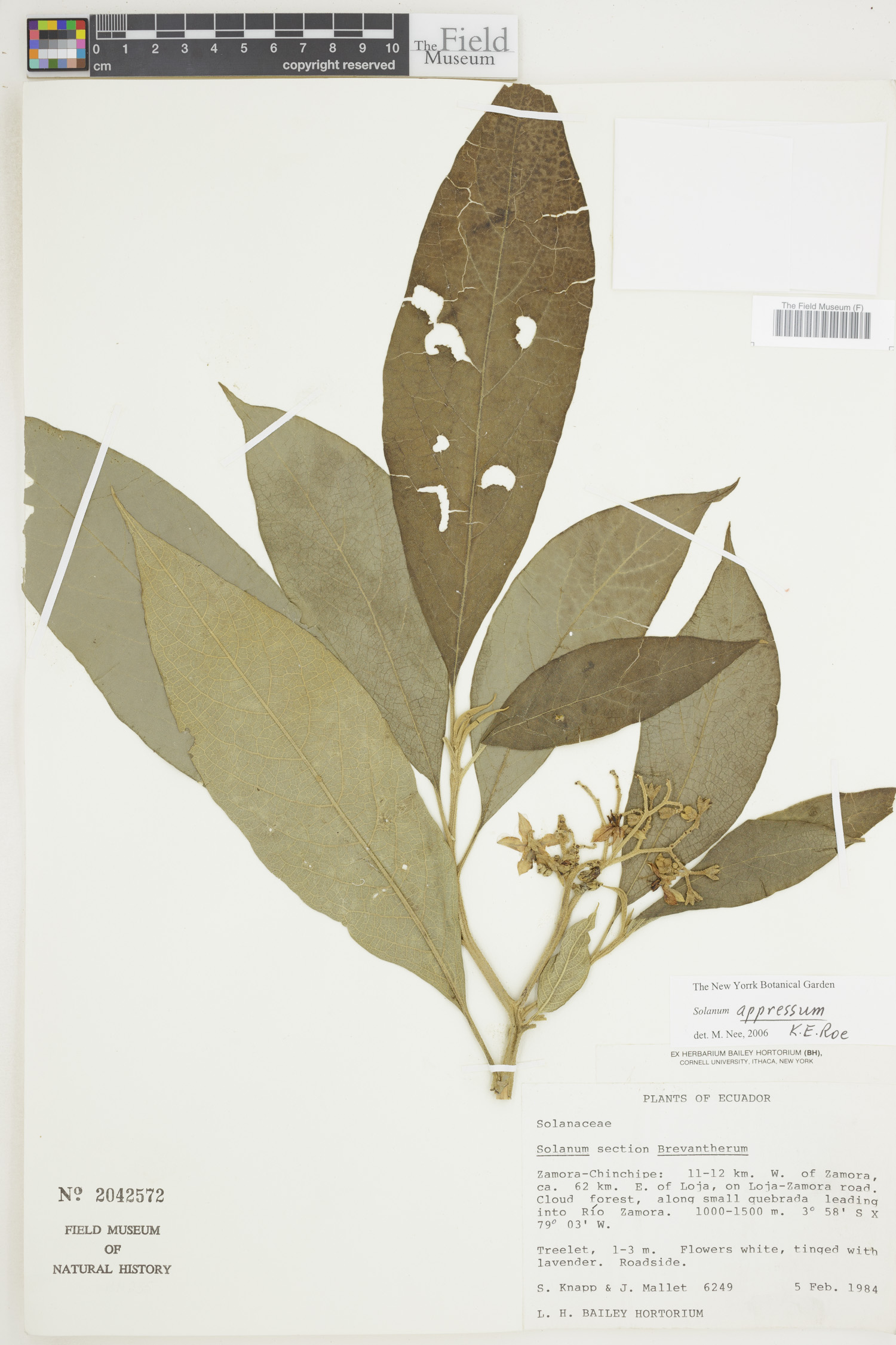 Solanum appressum image