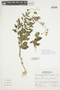 Solanum arcanum image