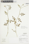 Solanum arcanum image