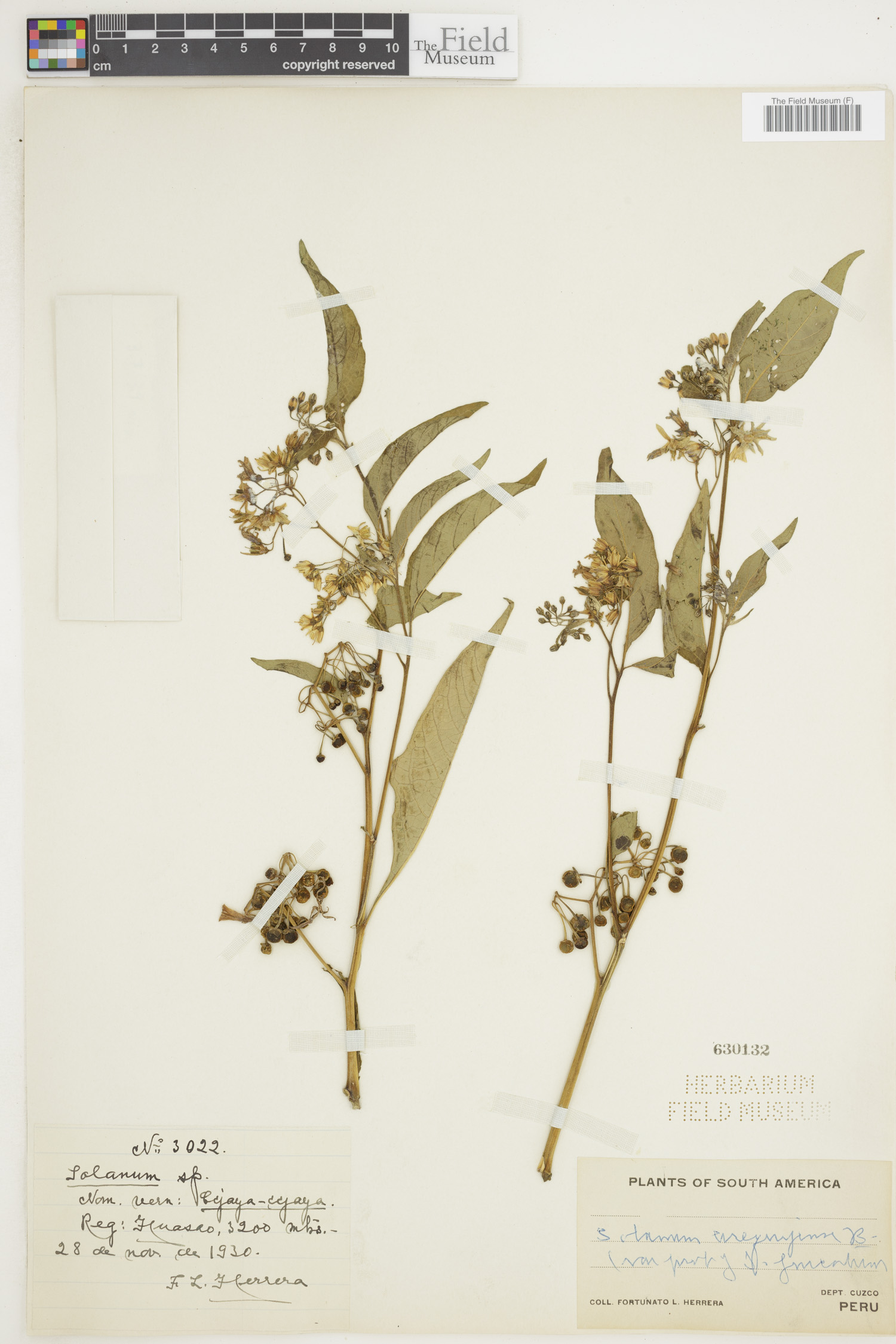 Solanum arequipense image