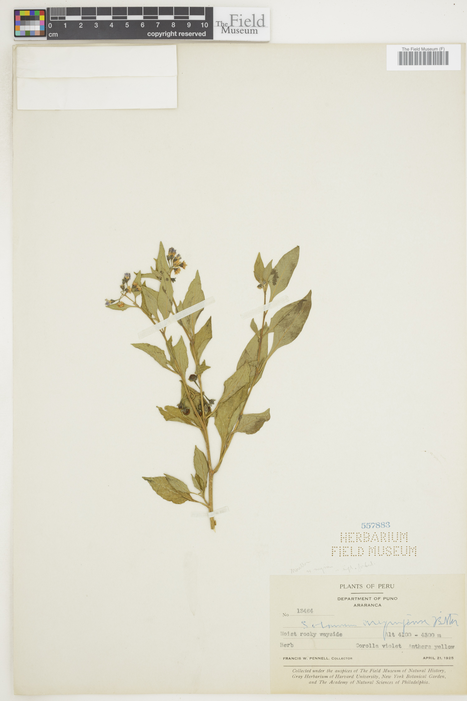 Solanum arequipense image