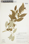 Solanum argenteum image