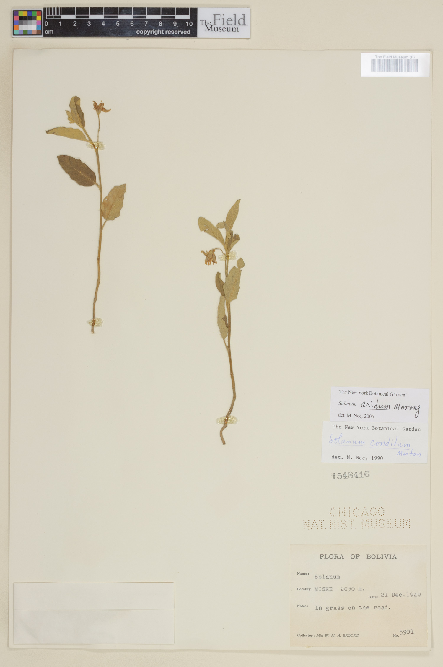 Solanum aridum image