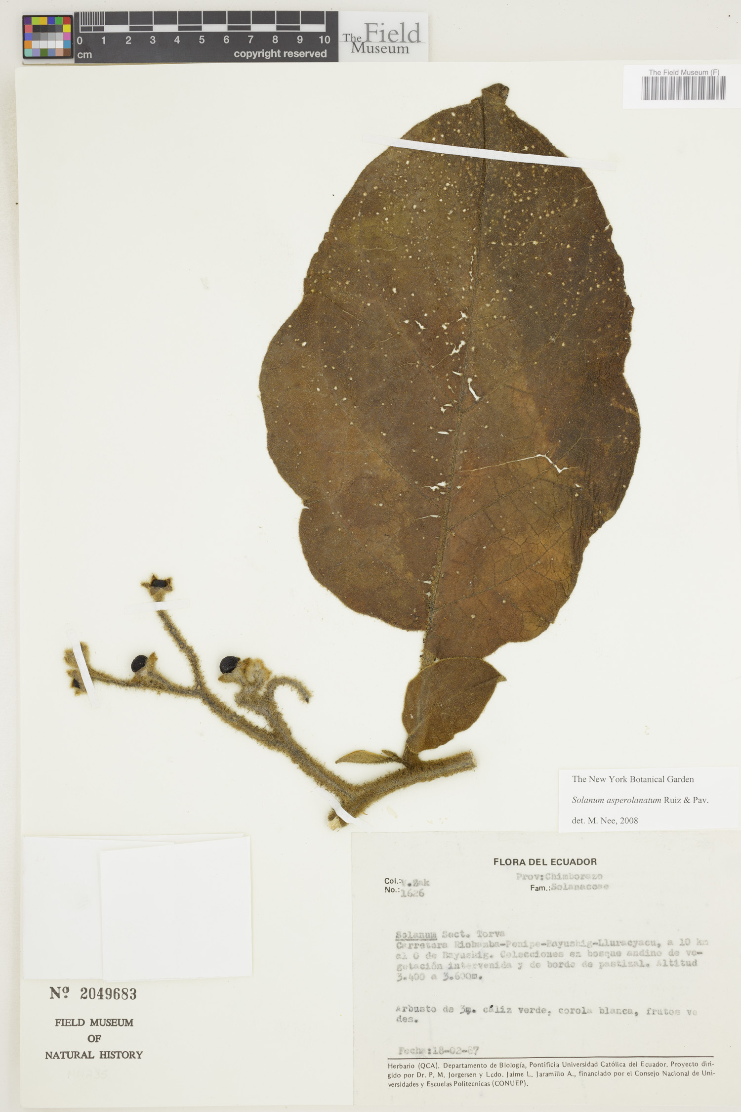 Solanum asperolanatum image