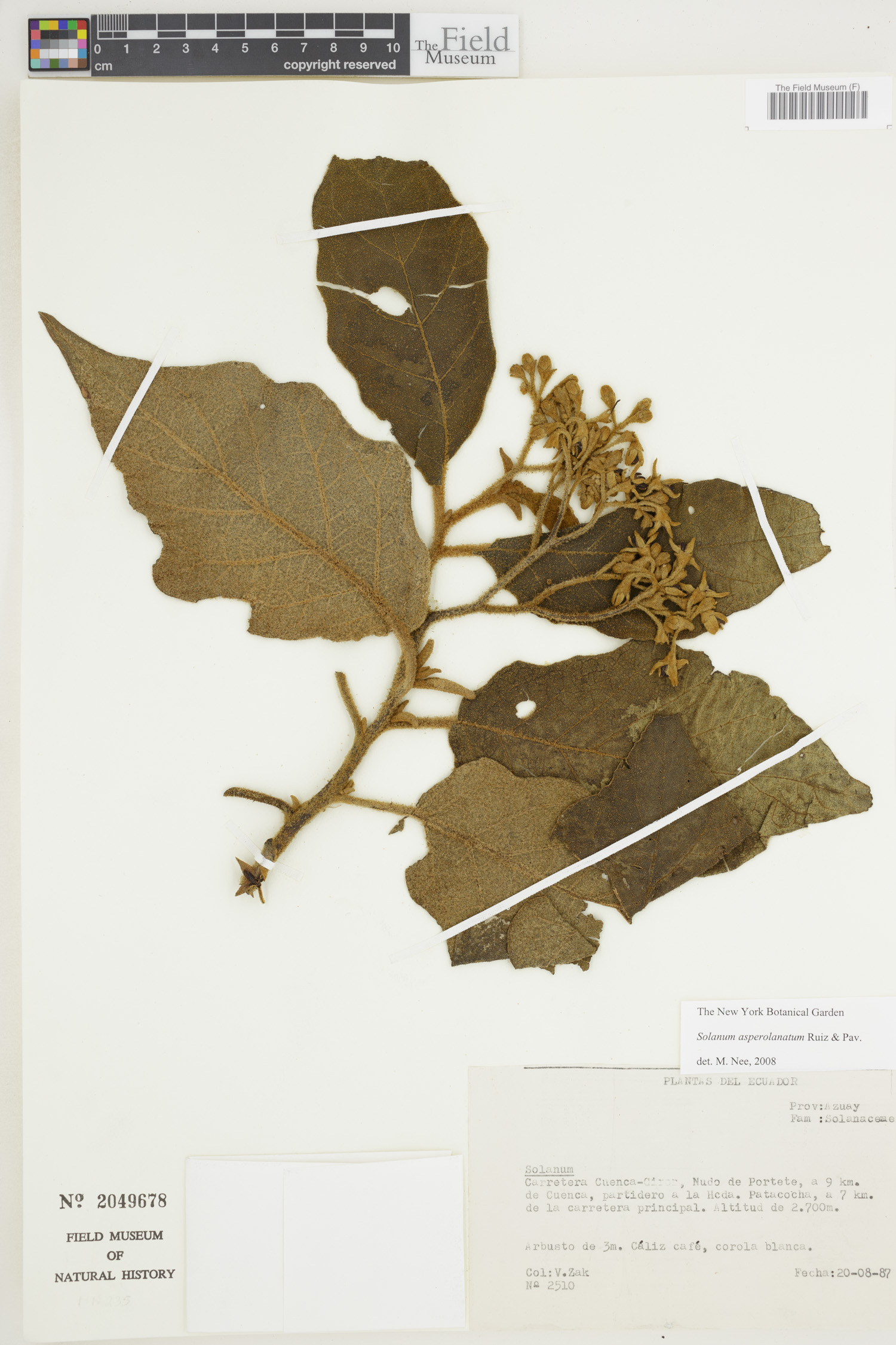 Solanum asperolanatum image