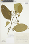 Solanum asperolanatum image