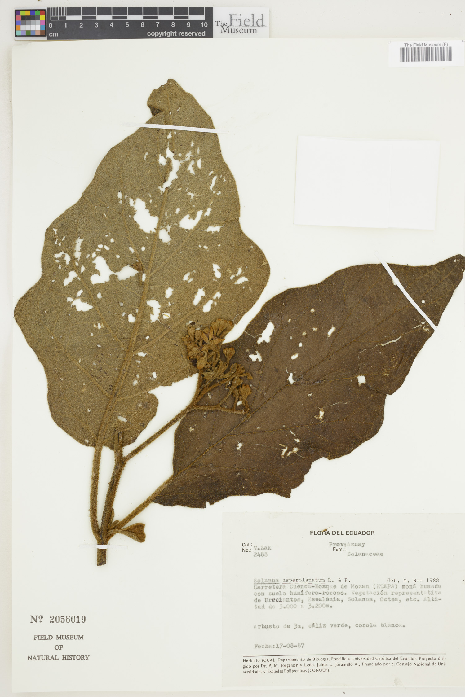 Solanum asperolanatum image
