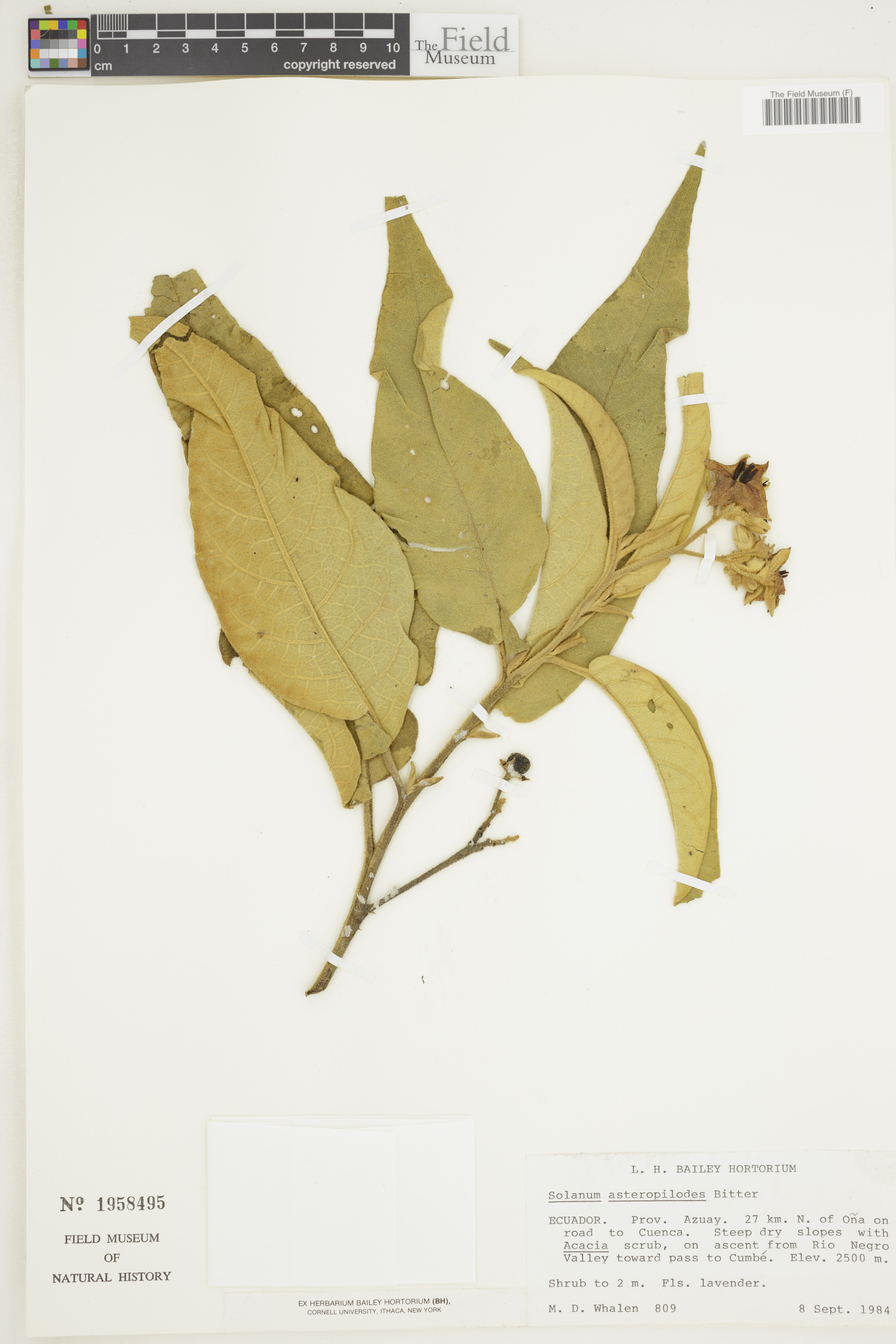 Solanum asteropilodes image