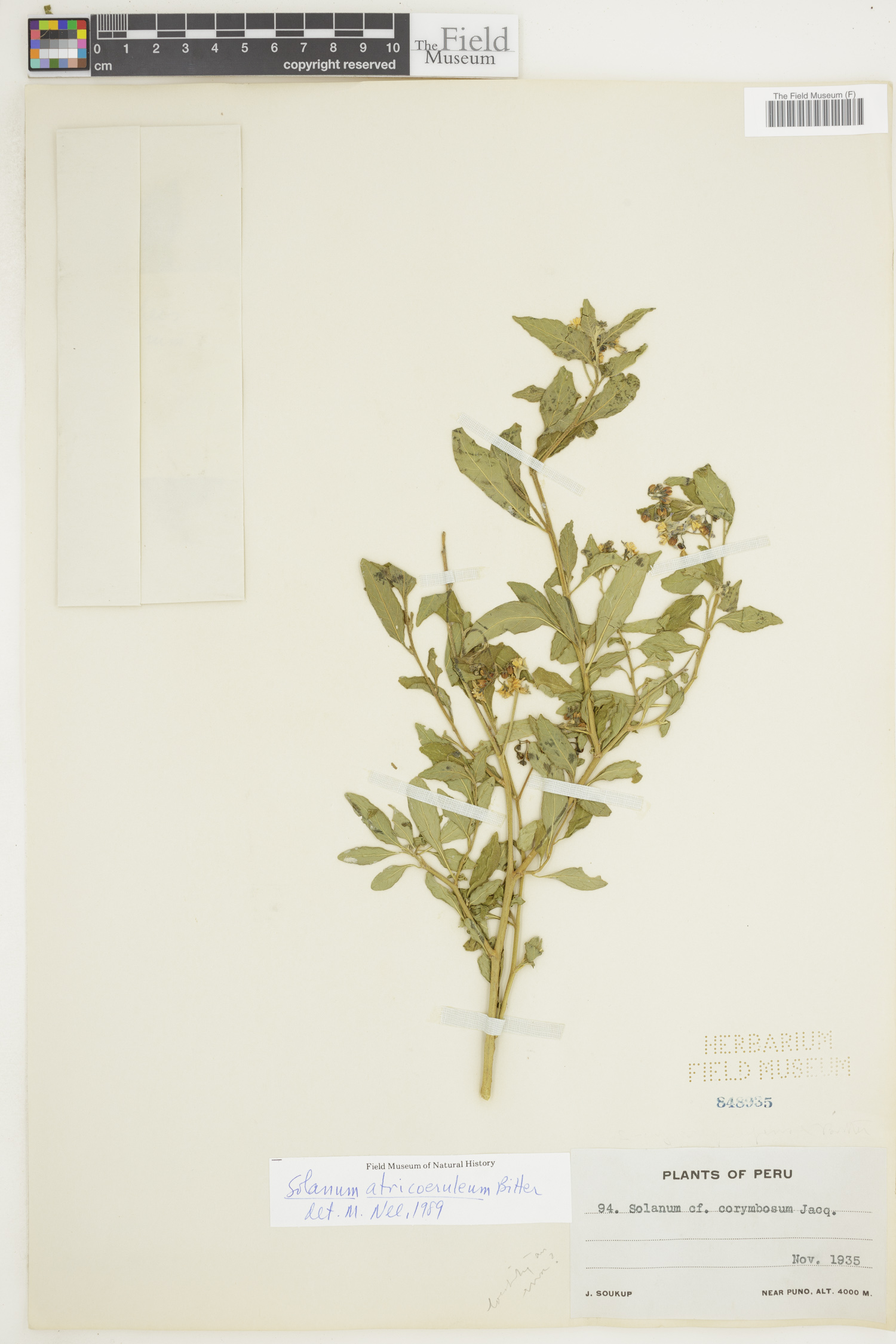 Solanum atricoeruleum image