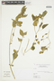 Solanum atriplicifolium image