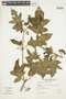 Solanum atropurpureum image