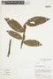 Solanum barbeyanum image