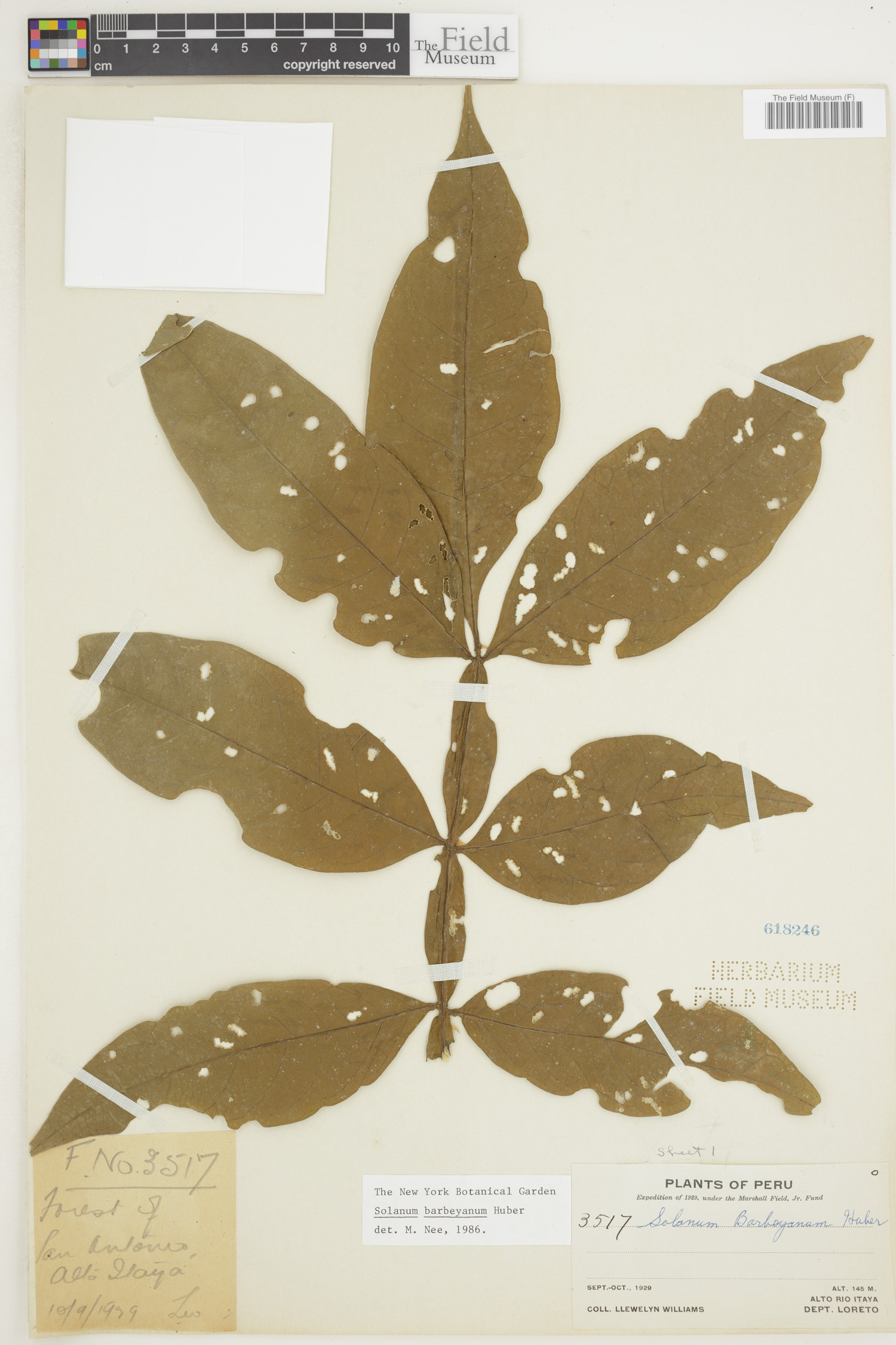 Solanum barbeyanum image