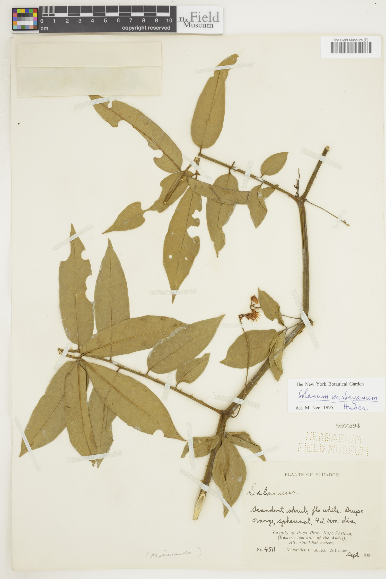 Solanum barbeyanum image