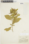 Solanum barbulatum image