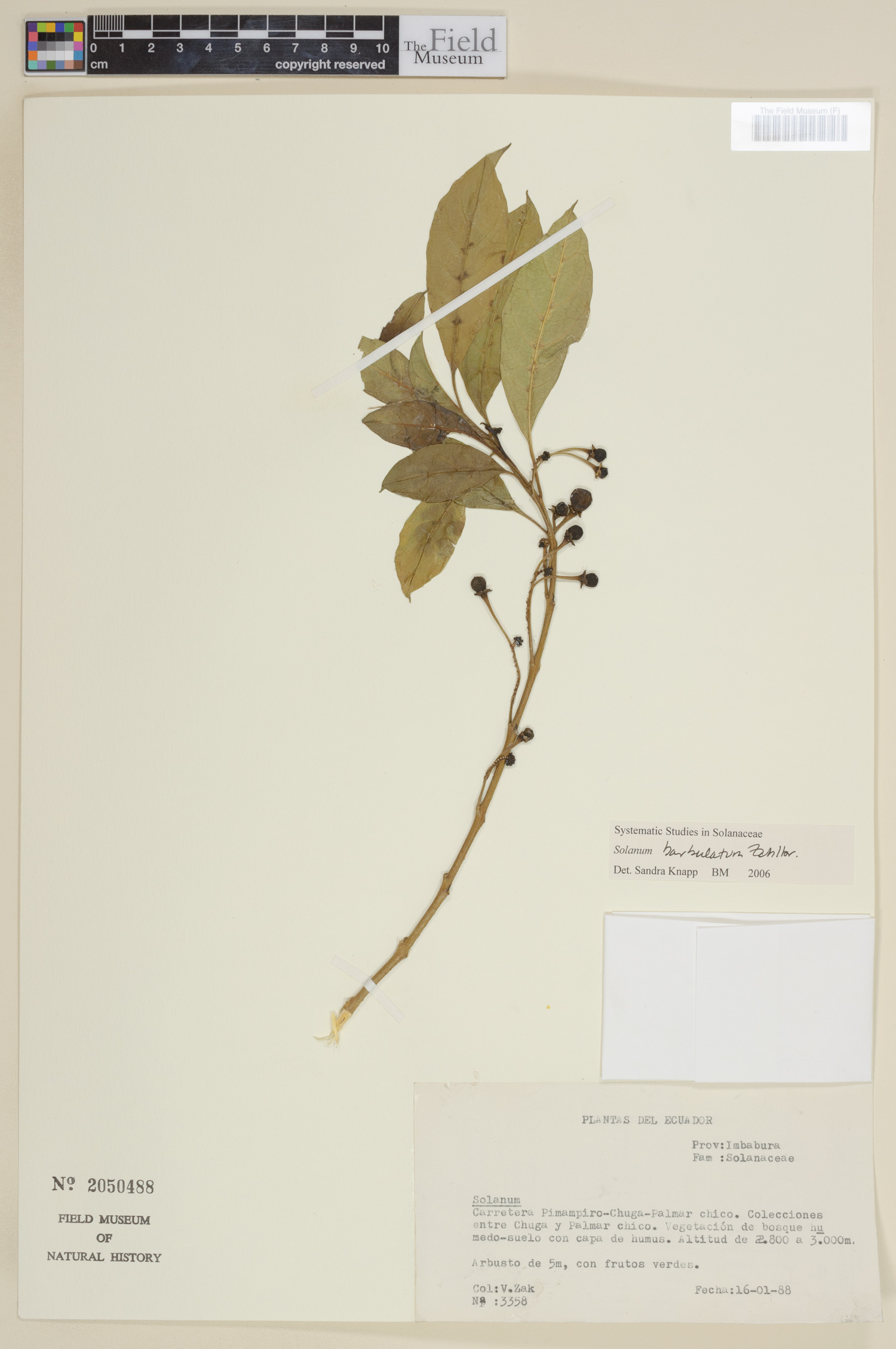 Solanum barbulatum image