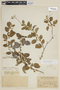 Solanum basendopogon image