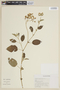Solanum basendopogon image