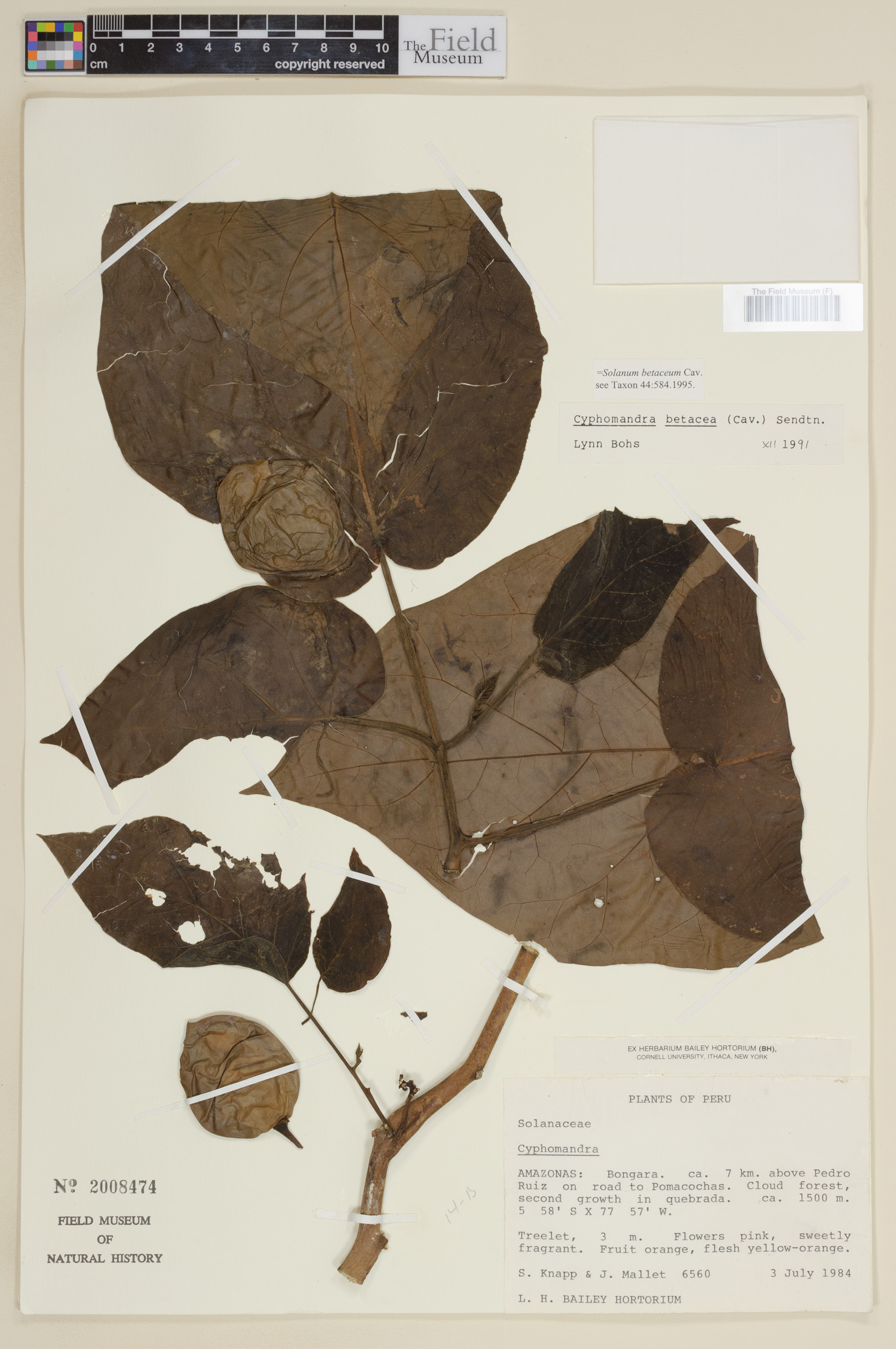 Solanum betaceum image