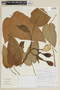Solanum betaceum image
