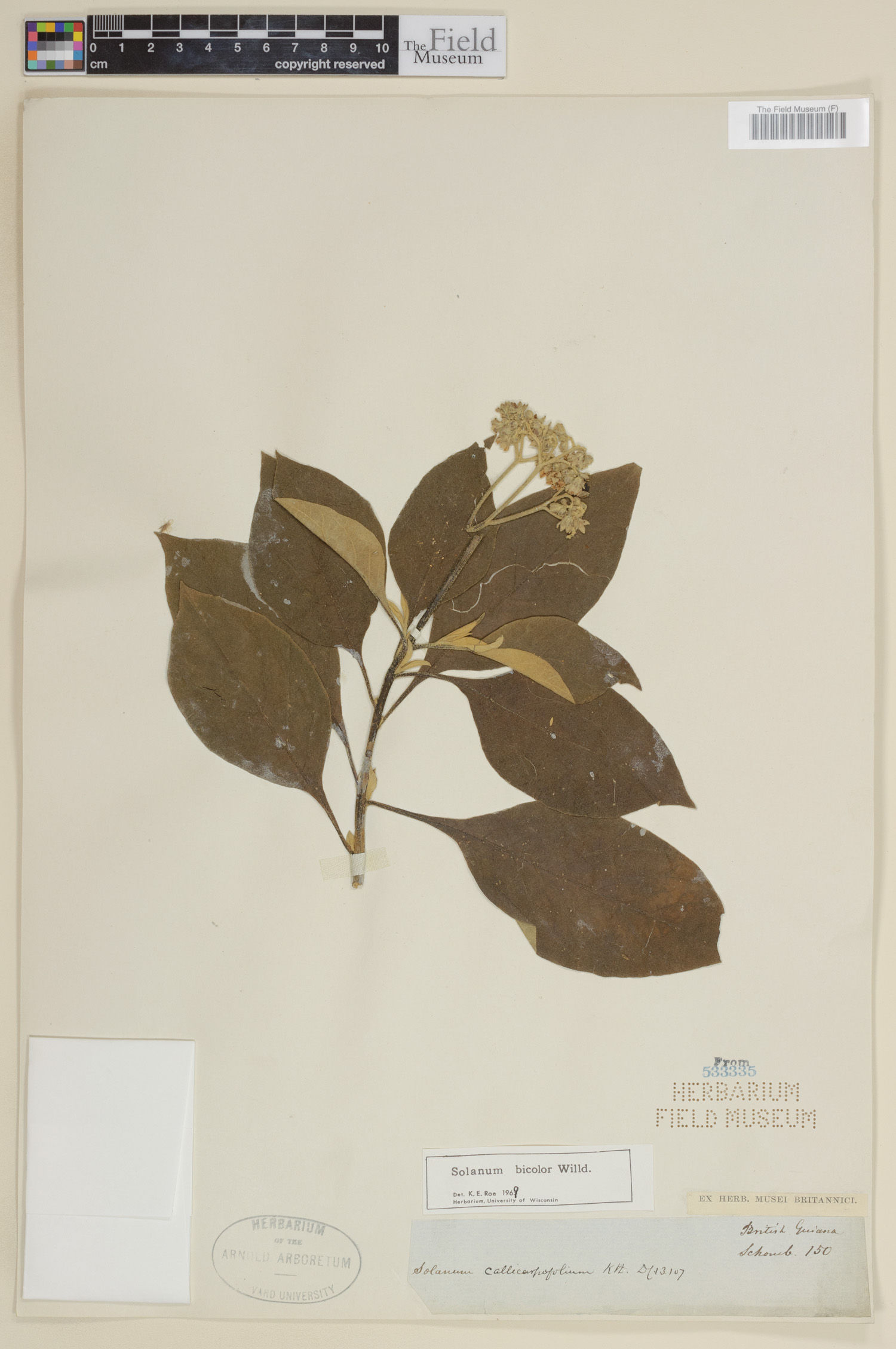 Solanum bicolor image