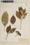 Solanum bicolor image