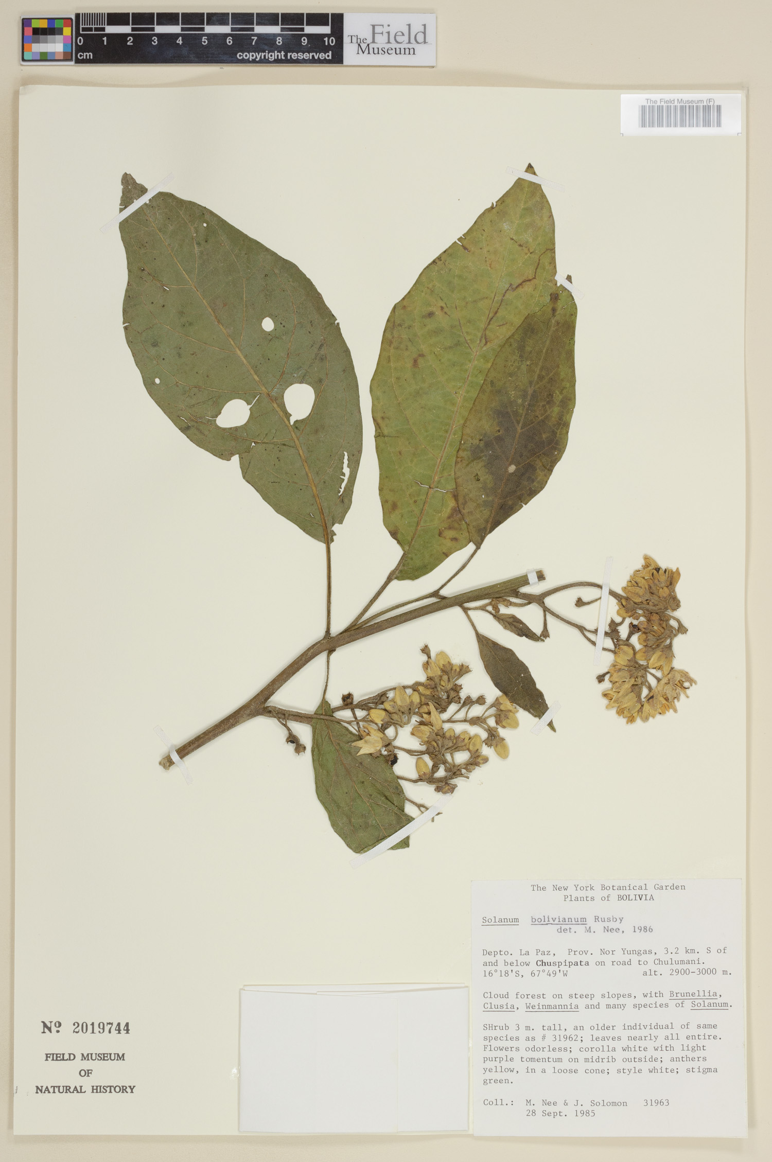 Solanum bolivianum image