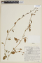 Solanum brevifolium image