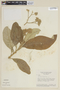 Solanum bullatum image