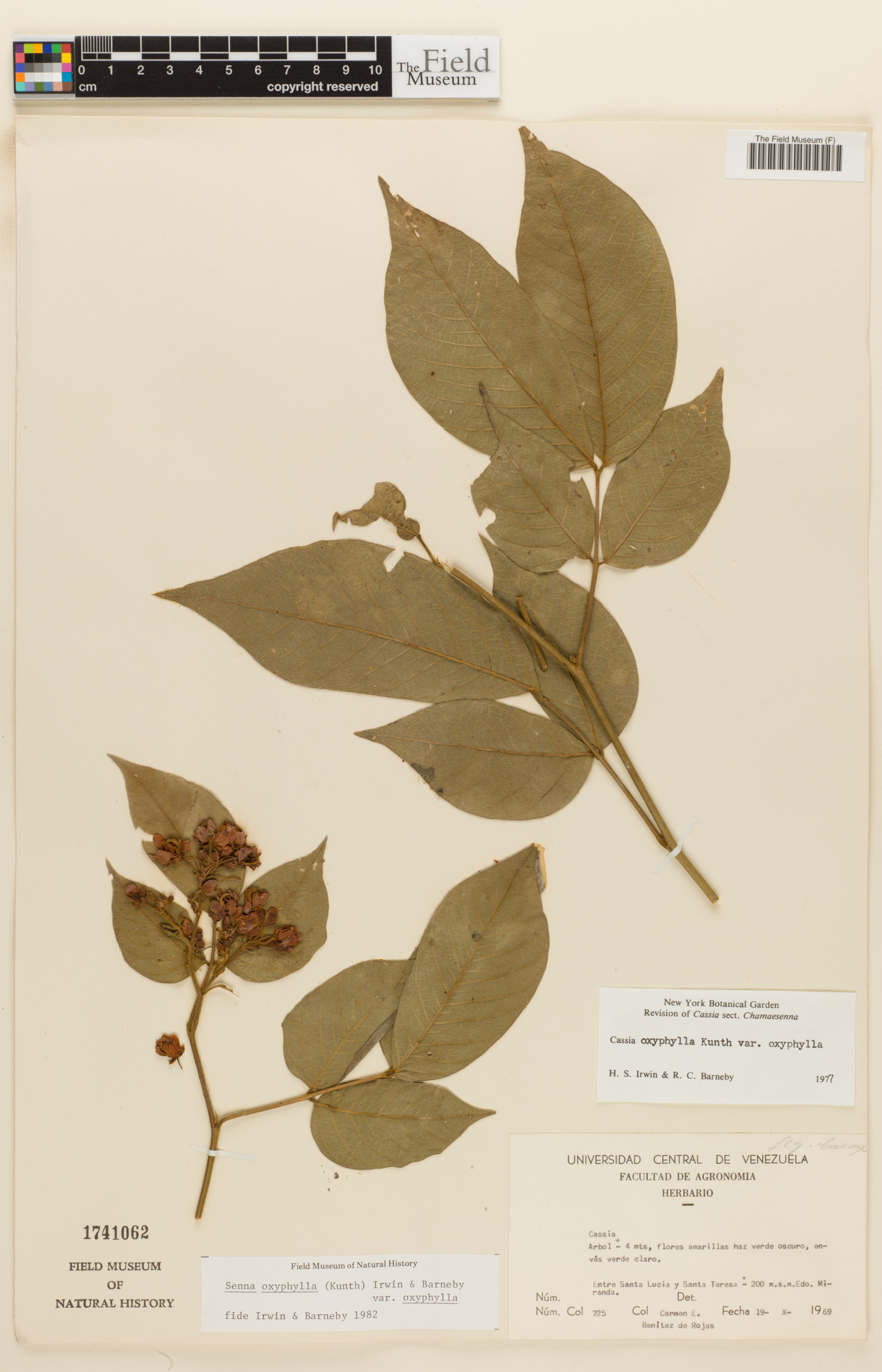 Senna oxyphylla var. oxyphylla image