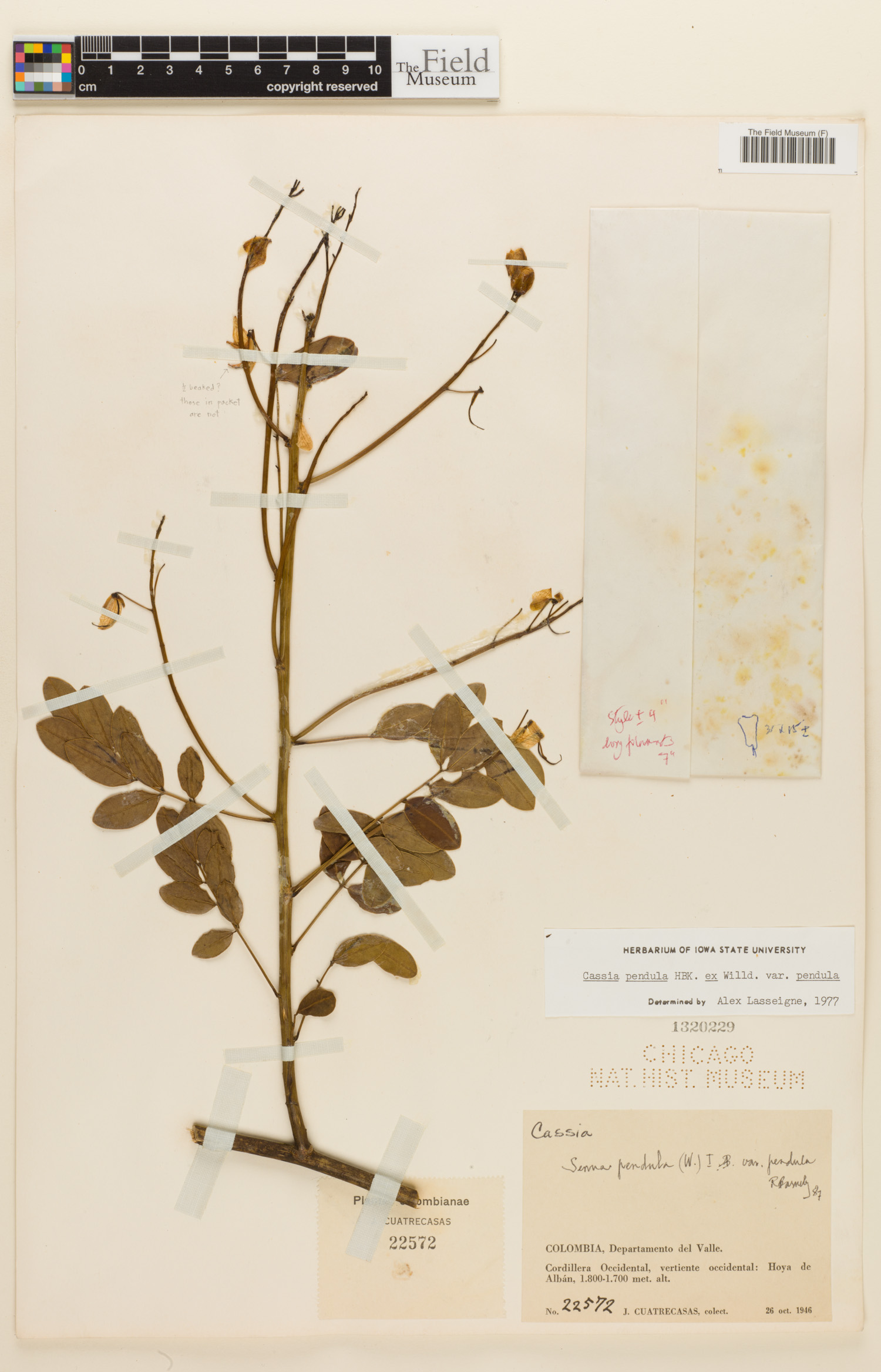 Senna pendula var. pendula image