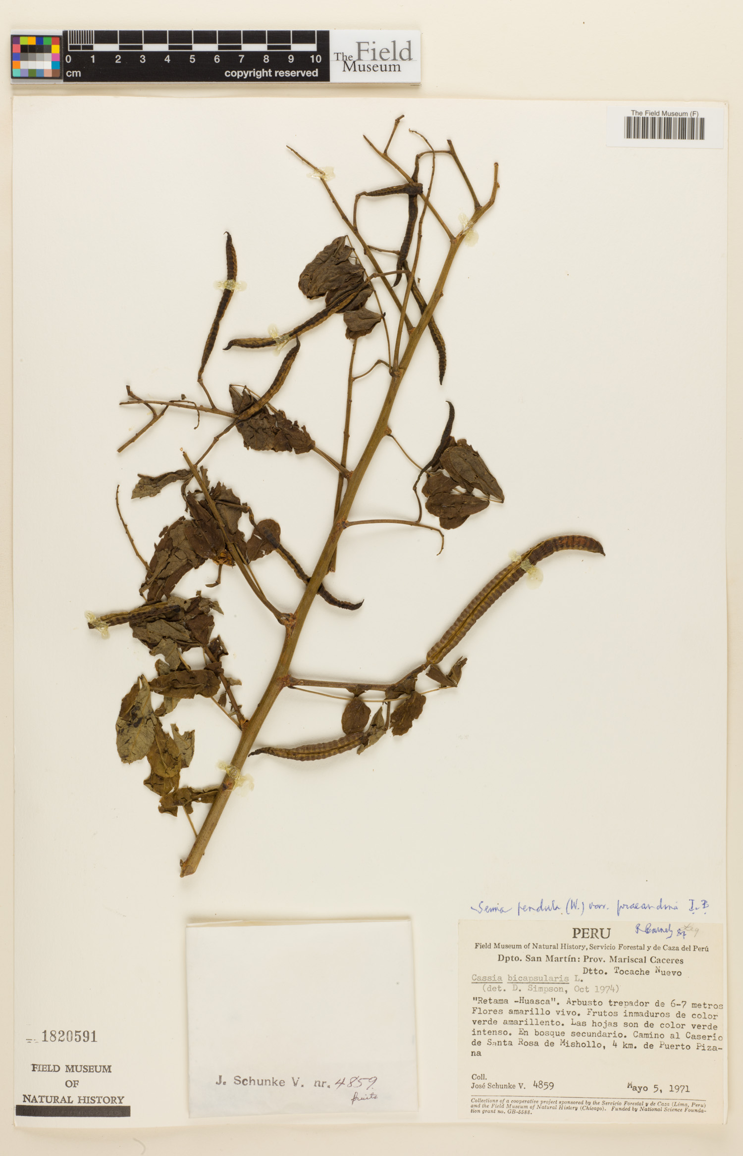 Senna pendula var. praeandina image