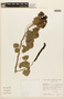 Senna pendula var. tenuifolia image