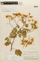 Senna pendula var. tenuifolia image
