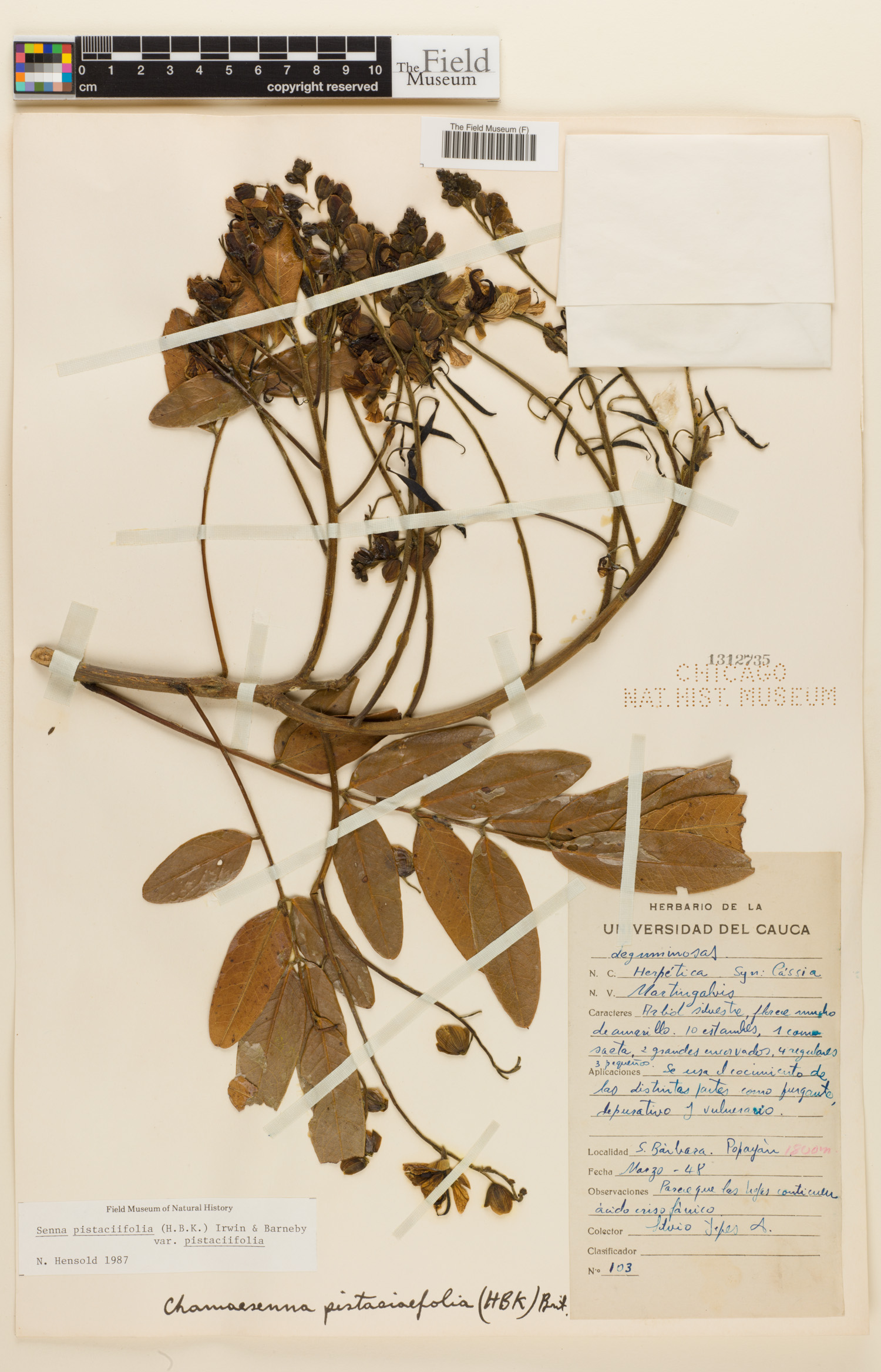 Senna pistaciifolia var. pistaciifolia image