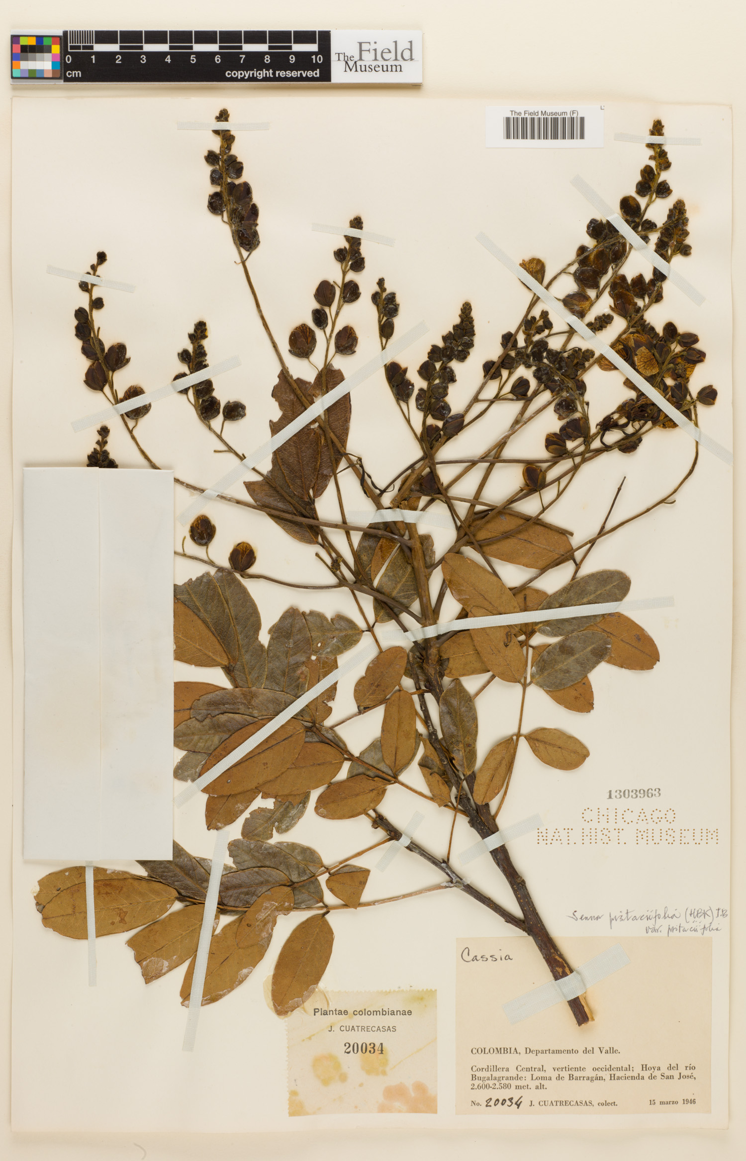 Senna pistaciifolia var. pistaciifolia image