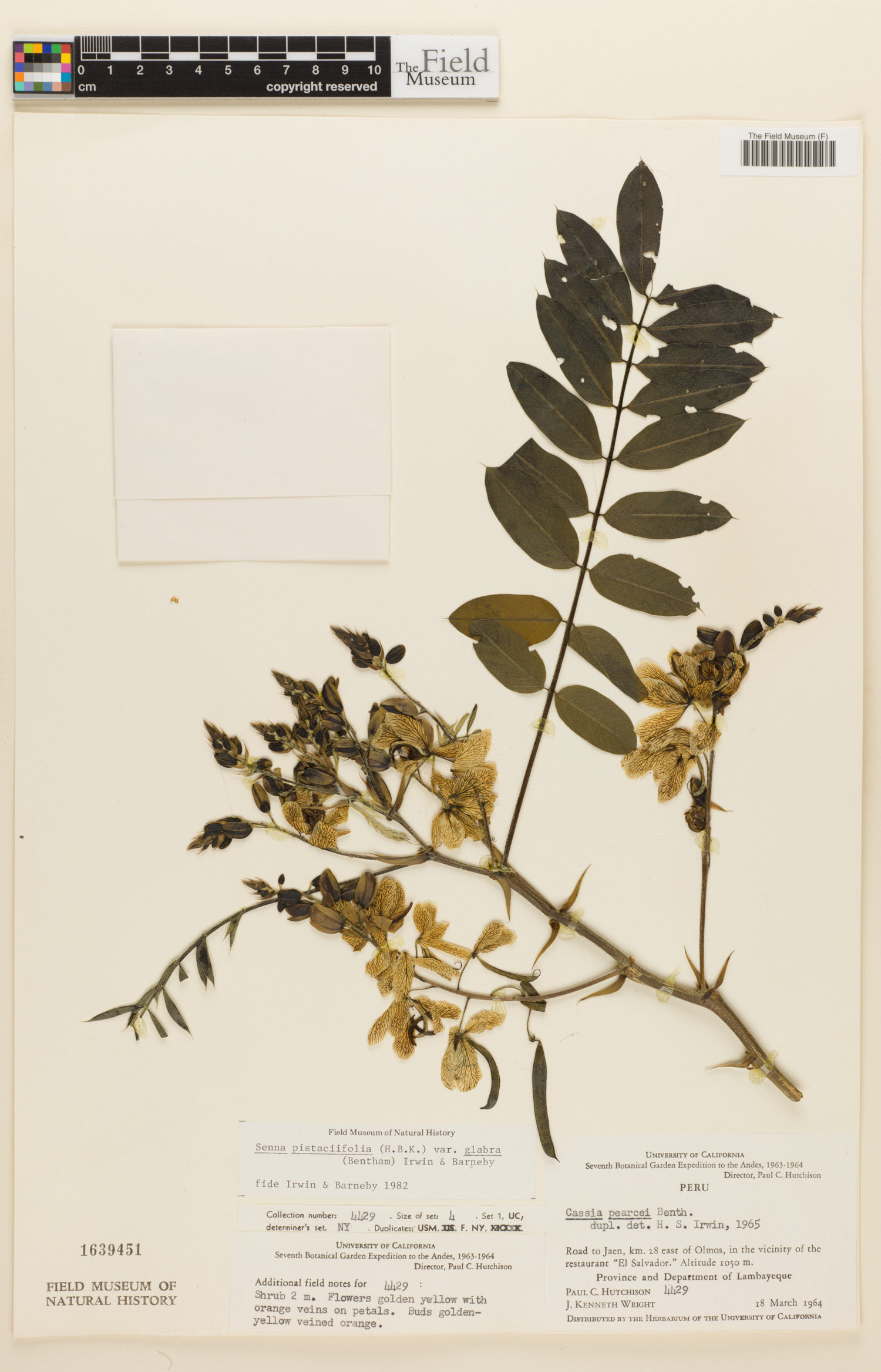 Senna pistaciifolia var. glabra image