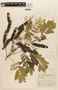 Senna pistaciifolia var. picta image