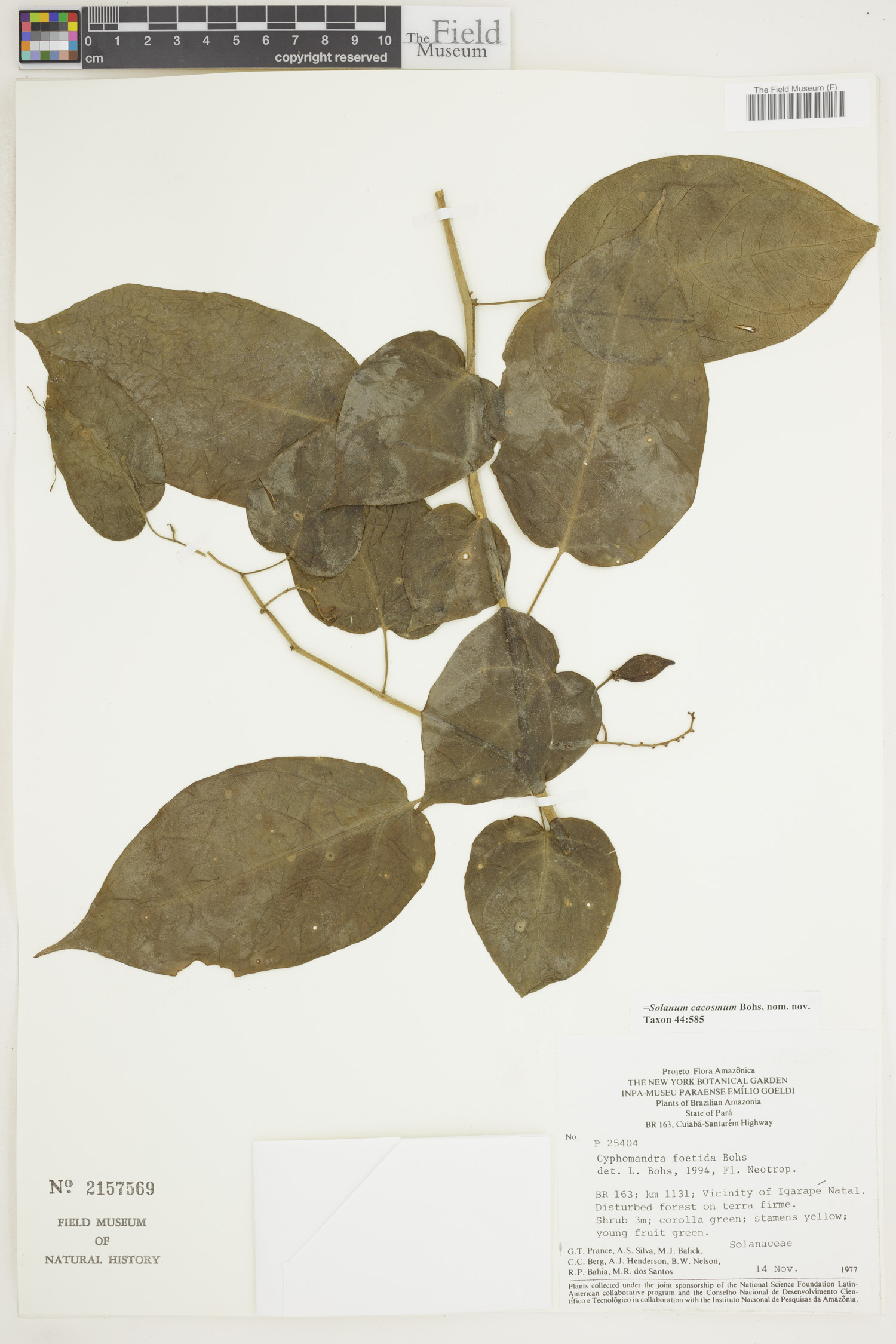 Solanum cacosmum image