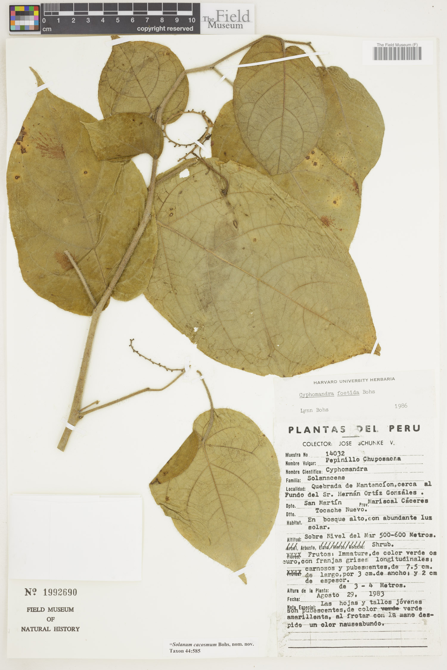 Solanum cacosmum image