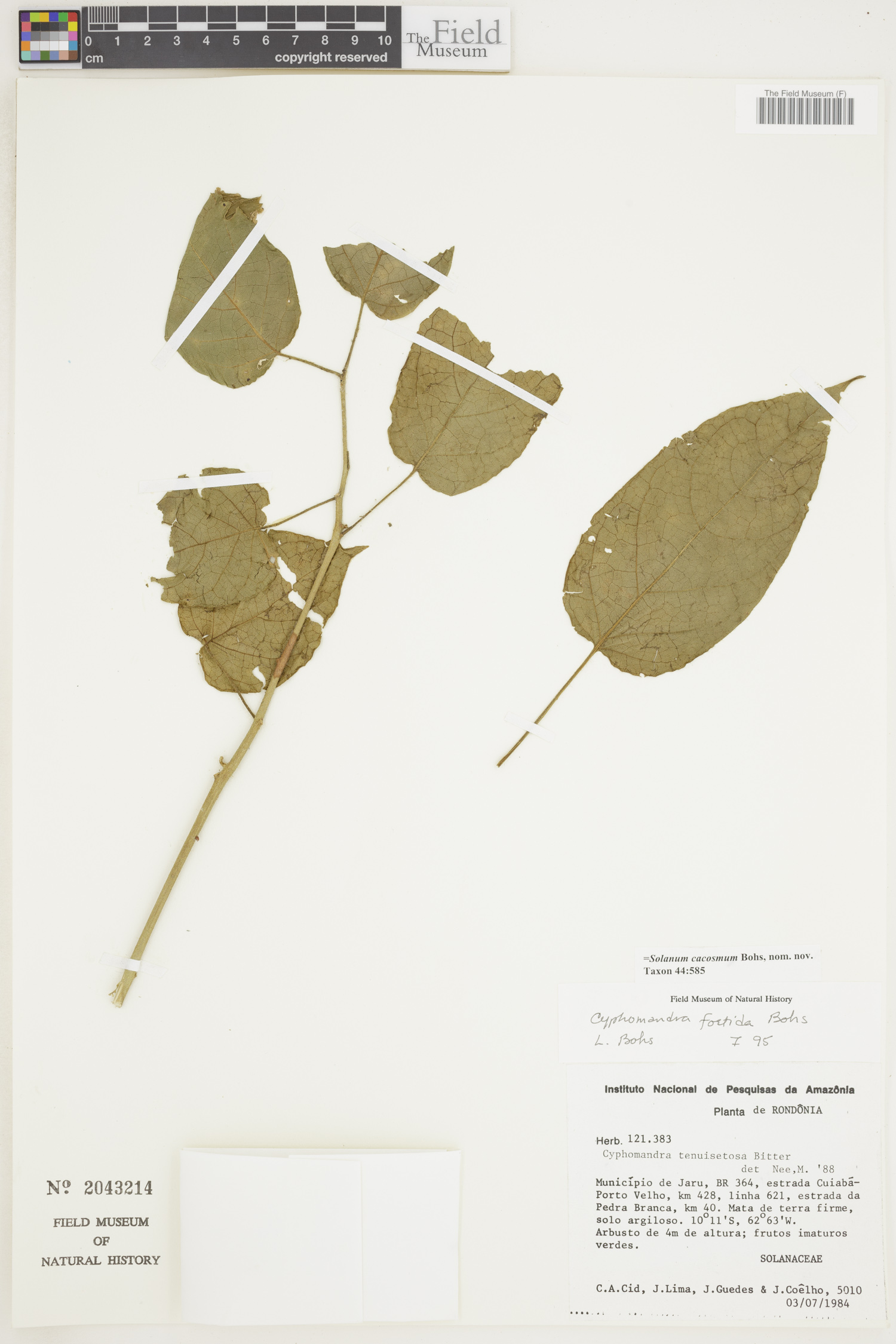 Solanum cacosmum image