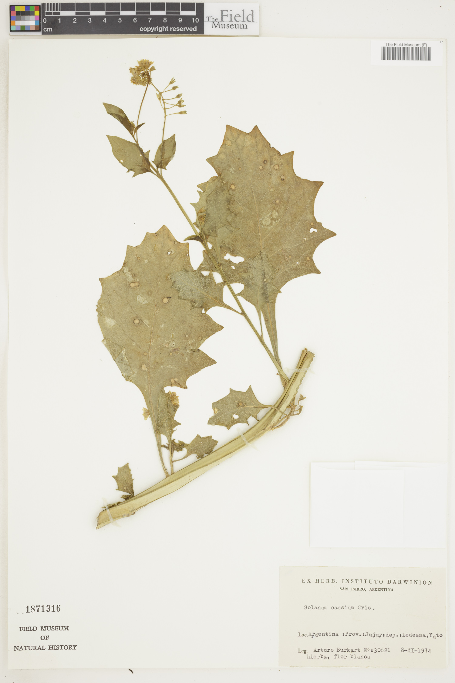 Solanum caesium image