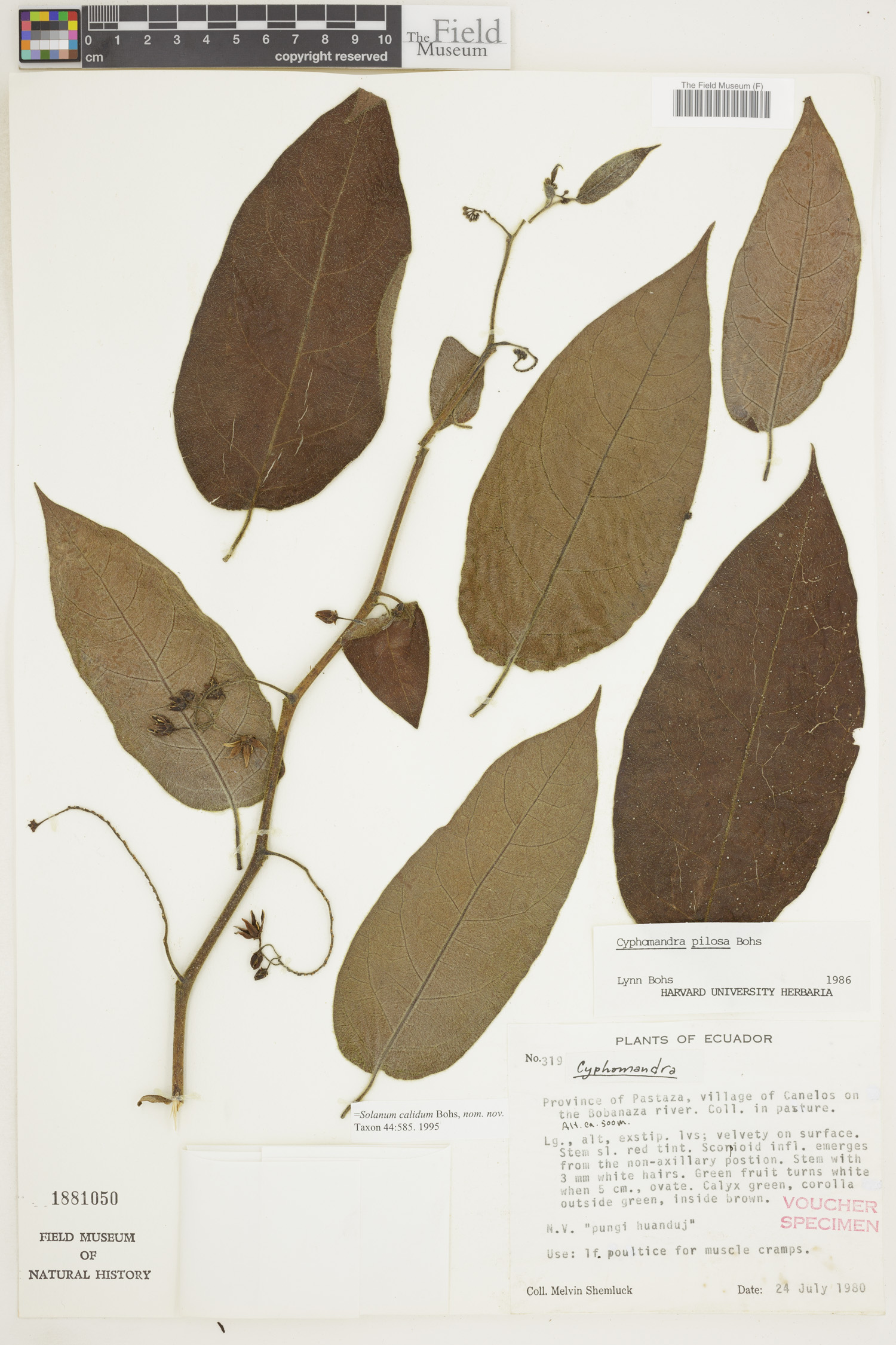 Solanum calidum image